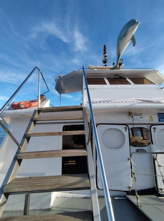 Commercial catamaran brand new for sale